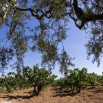 Viñas y olivos en las Tierras del Ebro