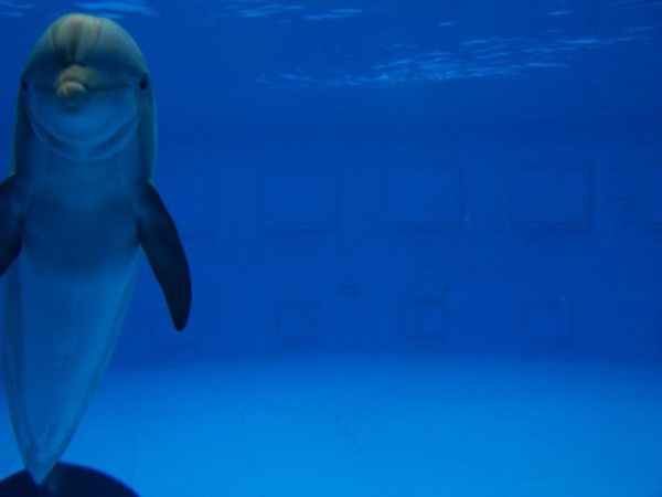 Delfín en el zoo de Barcelona