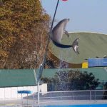 Delfín saltando en el zoo de Barcelona