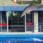 Delfinario zoo de Barcelona