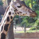 Girafa en el zoo de Barcelona