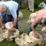 Esquilada ovejas en el Pirineo catalán