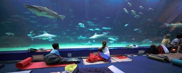 Dormir con tiburones, Oceanogràfic de Valencia Dormir con tiburones, Oceanogràfic de Valencia