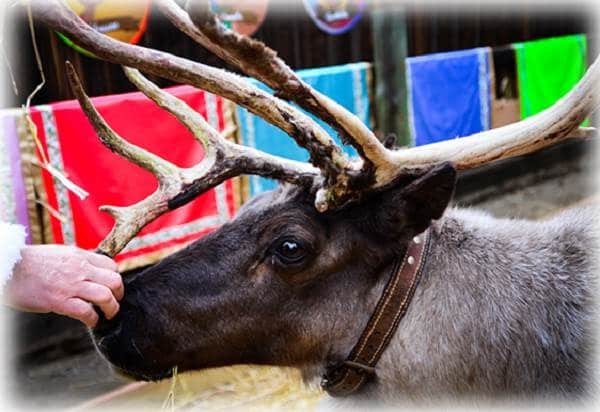 Rudolf visita el Parque Warner en Navidad