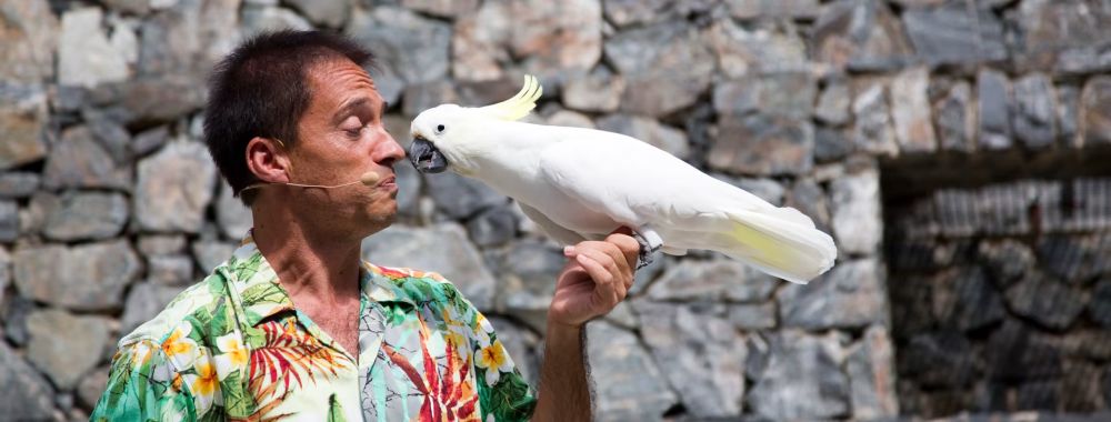 Aves del paraíso PortAventura | Espectáculos que no te puedes perder en tu visita a Port Aventura
